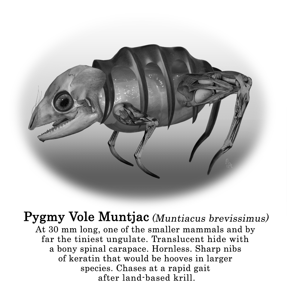 Pygmy Vole Muntjac